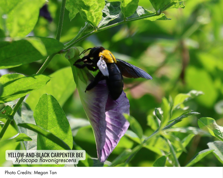 Yellow-and-black Carpenter Bee (Xylocopa flavonigrescens)